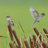CANON(キヤノン)のレンズ EF500mm F4.5L USM で撮影した写真(画像)一覧