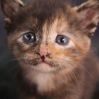 サビ猫の写真 画像 写真集 写真共有サイト Photohito