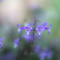 コシナ フォクトレンダー ノクトン 25mm F0.95 Type Ⅱ コシナ フォクトレンダー NOKTON 25mm F0.95 Type II 価格比較