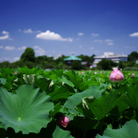 PENTAX(ペンタックス)のレンズ smc PENTAX-D FA645 55mmF2.8AL[IF] SDM