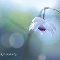 TAMRON(タムロン)のレンズ SP AF90mm F/2.8 Di MACRO 1:1 (Model272E