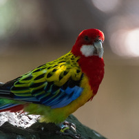 SIGMA(シグマ)のレンズ APO 135-400mm F4.5-5.6 DG (ﾍﾟﾝﾀｯｸｽ AF) で