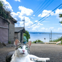 夏