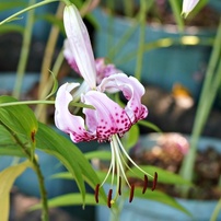 花・果実-35：庭園・公園・野山