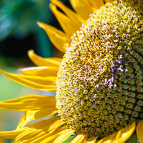 smc PENTAX-A ZOOM 1:3.5～4.5 35～135mm