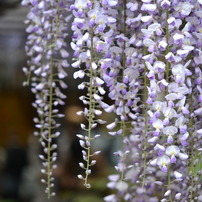 北方博物館　フジの花