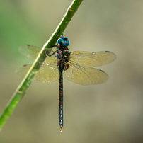 SAMYANG(サムヤン)のレンズ 135mm F2.0 ED UMC [ペンタックス用] で