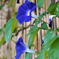 花・果実-36：庭園・公園・野山