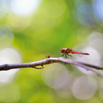 SONY(ソニー)のレンズ 85mm F2.8 SAM SAL85F28 で撮影した写真(画像)一覧- 写真共有サイト:PHOTOHITO