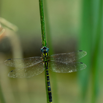 ■美品■SAMYANG 135mm F2 ED UMC For PENTAX 135mm F2.0 ED UMC | SAMYANG | ケンコー・トキナー