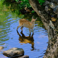 子鹿の水遊び