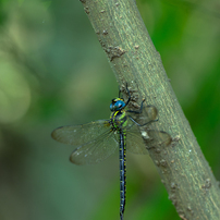 SAMYANG(サムヤン)のレンズ 135mm F2.0 ED UMC [ペンタックス用] で
