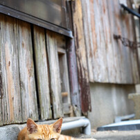 路地裏のおチビさん