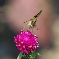 CANON(キヤノン)のレンズ EF70-210mm F3.5-4.5 USM で撮影した写真