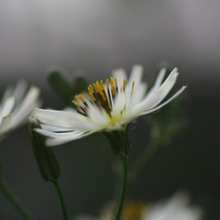 2011年大連・・・春の花達（２）