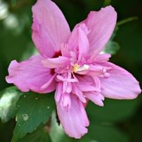 花・果実-38：庭園・公園・野山