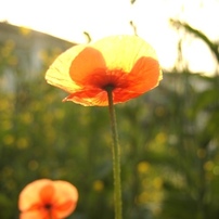 花・ハナ・はな②