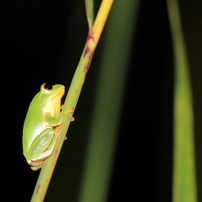 TAMRON(タムロン)のレンズ SP AF 180mm F/3.5 Di LD [IF] MACRO 1:1