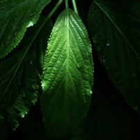 温室内の植物