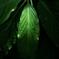 カラーの植物(8)