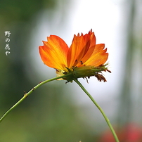写真句：ハグ
