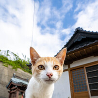 お寺でおにゃにゃ