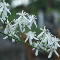 SIGMA(シグマ)のレンズ 18-50mm F2.8 EX DC MACRO HSM (ﾆｺﾝ用) で撮影