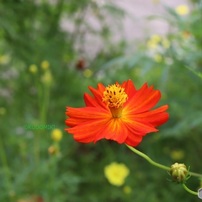 赤い黄花コスモス