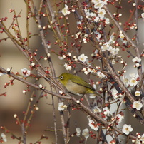 TAMRON(タムロン)のレンズ SP AF 200-500mm F/5-6.3 Di LD [IF] (Model