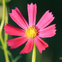 花園～コスモス～