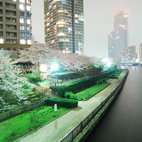 佃の夜桜