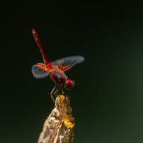 SAMYANG(サムヤン)のレンズ 135mm F2.0 ED UMC [ペンタックス用] で