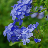 PENTAX(ペンタックス)のレンズ smc PENTAX-DA☆ 60-250mmF4ED [IF] SDM