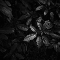 モノクロの花・植物(15)