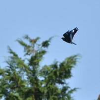 油山の野鳥たち3