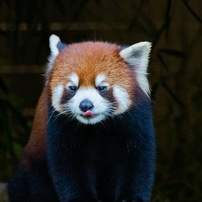 動物園の人気者　その１