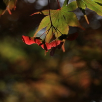 CANON(キヤノン)のレンズ EF-S60mm F2.8 マクロ USM で撮影した写真