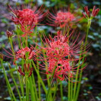 TAMRON(タムロン)のレンズ AF 28-200mm F/3.8-5.6 XR Di Aspherical