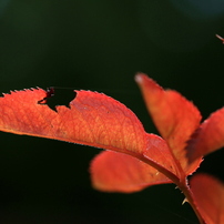 CANON(キヤノン)のレンズ EF-S60mm F2.8 マクロ USM で撮影した写真