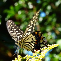 OLYMPUS(オリンパス)のレンズ M.ZUIKO DIGITAL ED 75mm F1.8 [シルバー