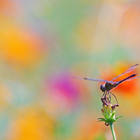 SIGMA(シグマ)のレンズ 50-200mm F4-5.6 DC OS HSM