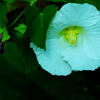 OLYMPUS(オリンパス)のレンズ M.ZUIKO DIGITAL ED 75mm F1.8 [シルバー