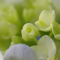 紫陽花