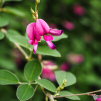 オリンパス M.ZUIKO DIGITAL ED 12-50mm EZ シルバー Amazon.com : OM SYSTEM OLYMPUS M.ZUIKO Digital ED 12-50mm F3