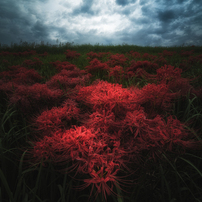 SAMYANG 14mm F2.8 ED AS IF UMC ニコンF 作例有 SAMYANG(サムヤン)のレンズ 14mm F2.8 ED AS IF UMC [ニコン用