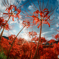 SAMYANG(サムヤン)のレンズ 12mm F2.8 ED AS NCS FISH-EYE [ソニーE用