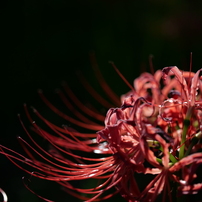 PANASONIC(パナソニック)のレンズ LEICA DG MACRO-ELMARIT 45mm/F2.8