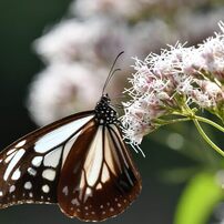 アサギマダラ　８　　DSC_3934