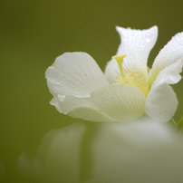 酔芙蓉