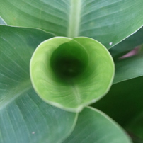 面としての植物　NO8